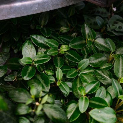 Peperomia 'Rana Verde' (4,5")