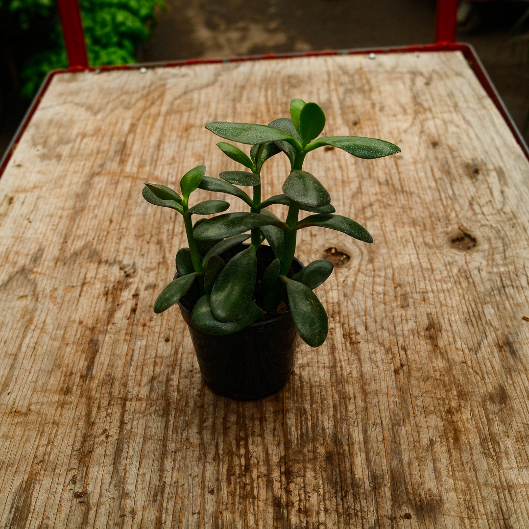 Jade Plant (4,5")