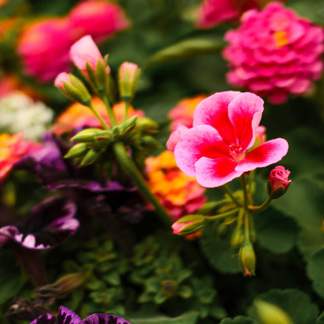 Boîte à fleurs mélangée (24")