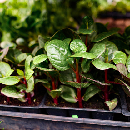 Malabar Spinach (x6)