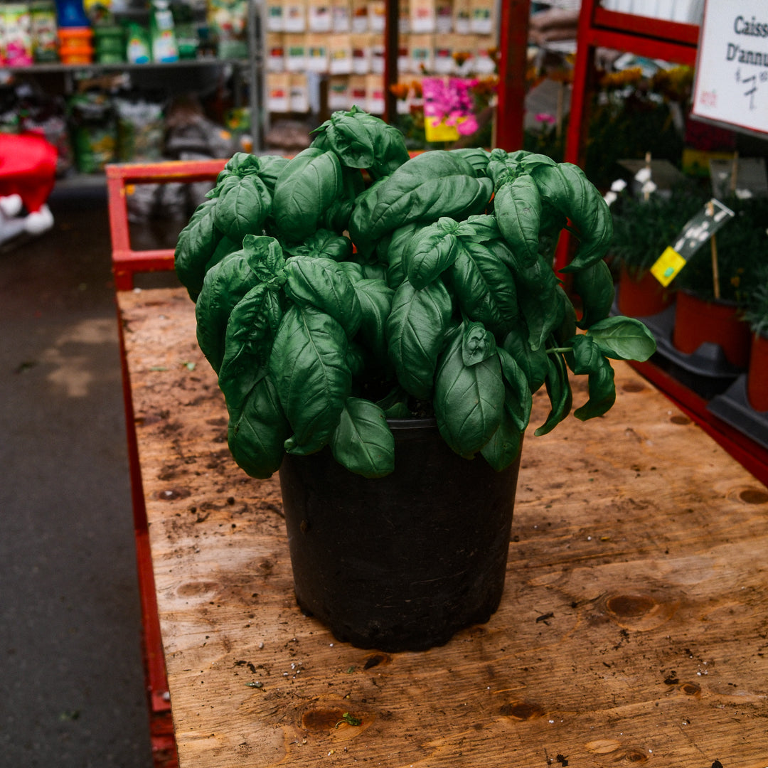 Basilic Genovese (8")