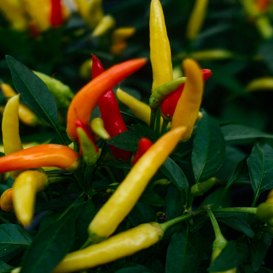 Piment doux Chilly Chilli (5")