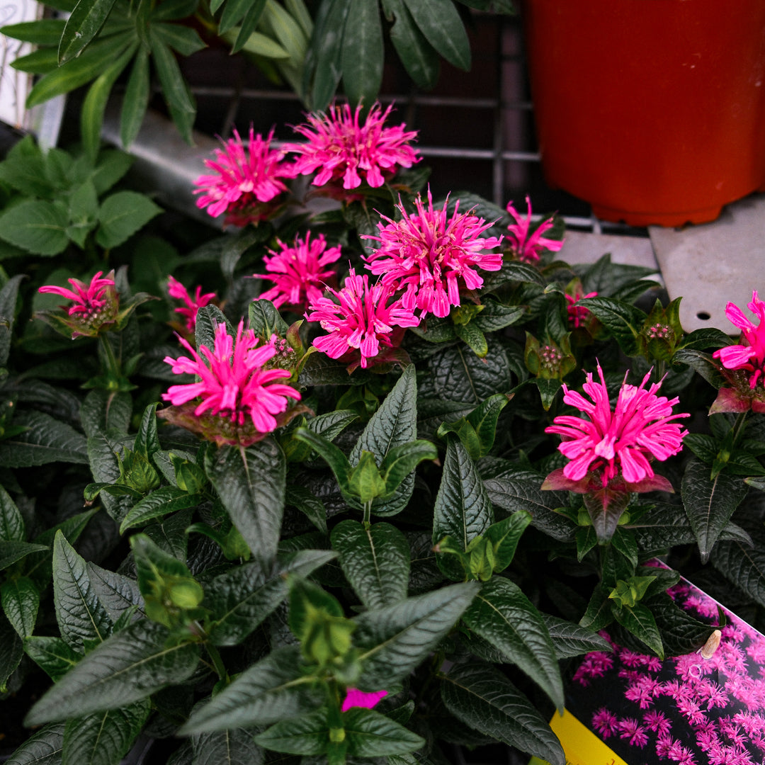 Coneflower 'PowWow Wild Berry' (6")