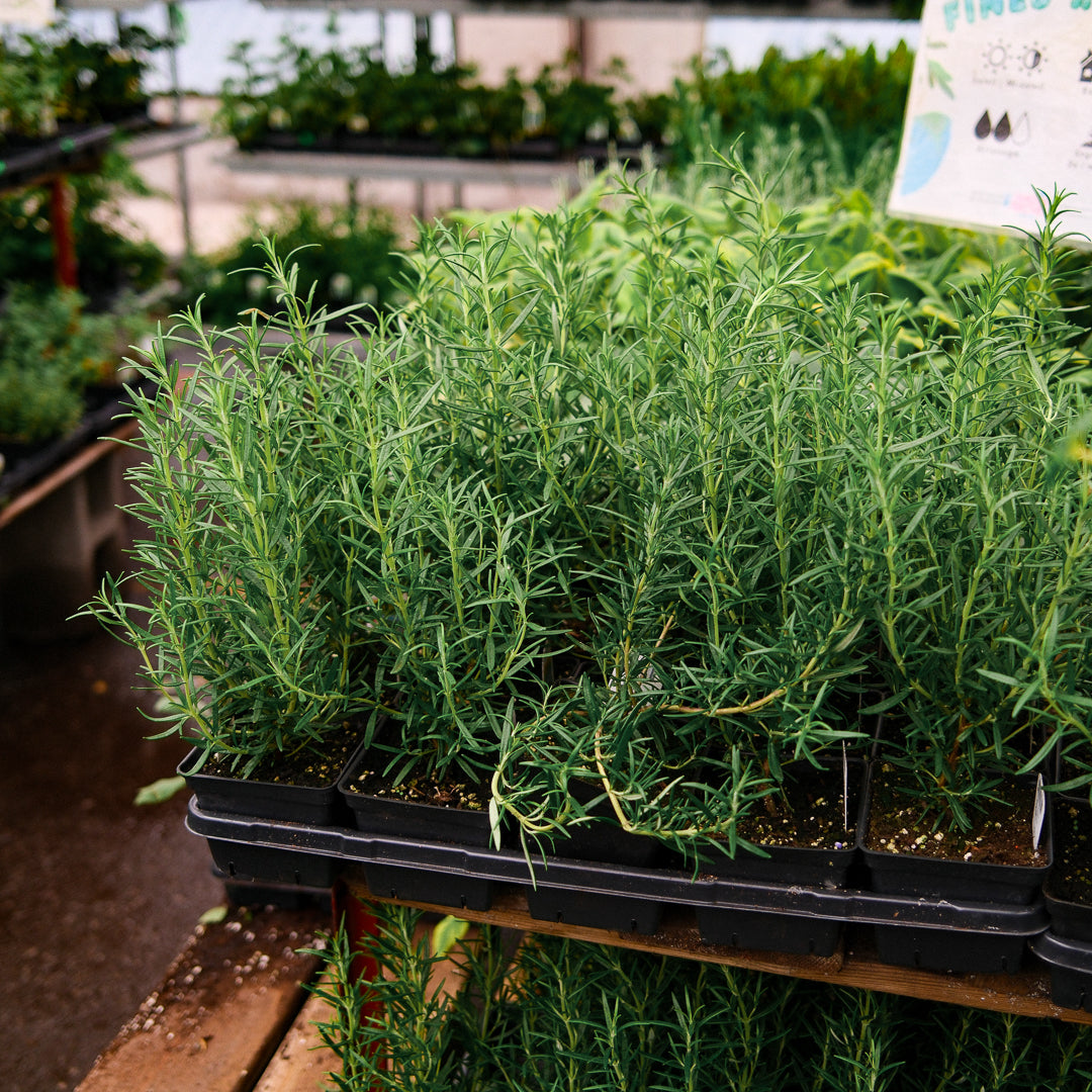 Rosemary (4.5")