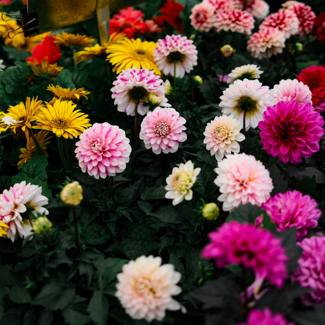 Dahlia (5")