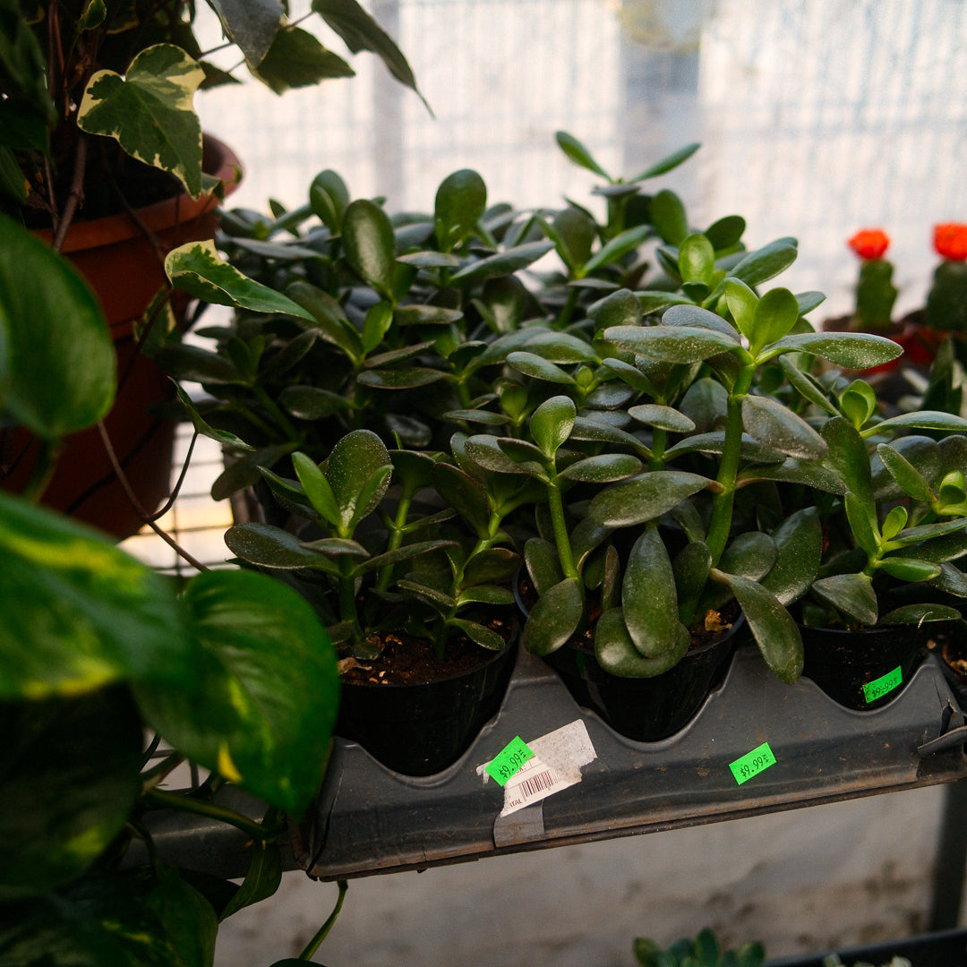 Jade Plant (4,5")