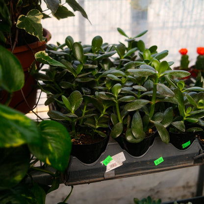 Jade Plant (4,5")