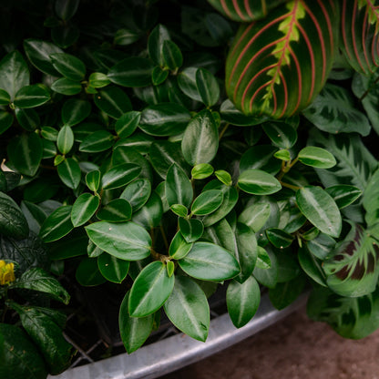 Peperomia 'Rana Verde' (4,5")