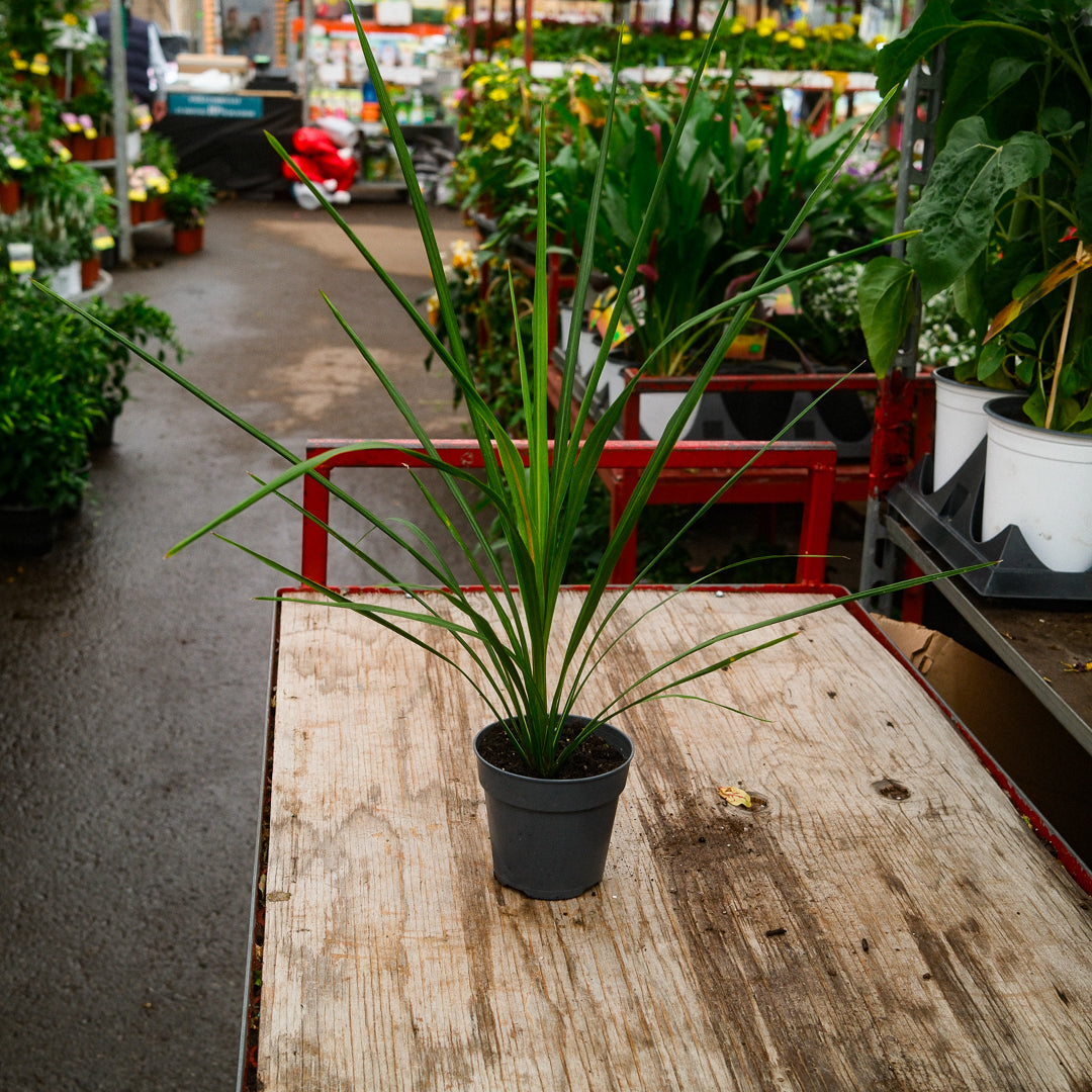 Dracaena (4.5") 