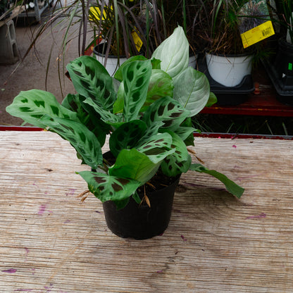 Maranta leuconeura (6")