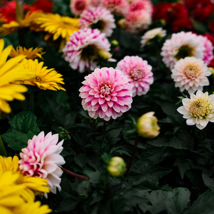 Dahlia (5")