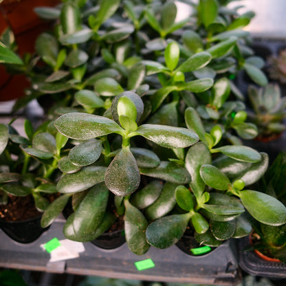 Jade Plant (4,5")