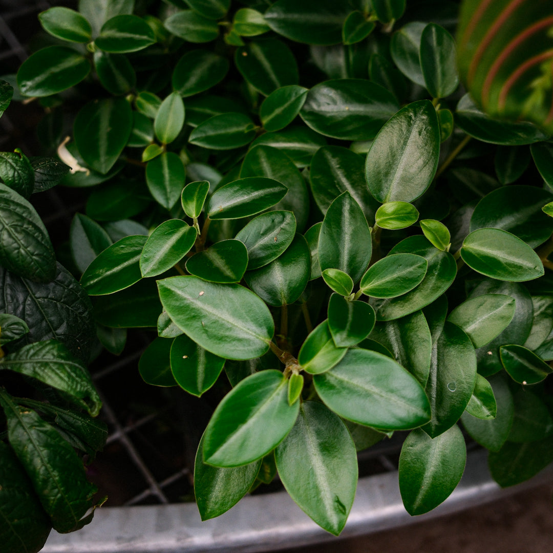 Peperomia 'Rana Verde' (4,5")
