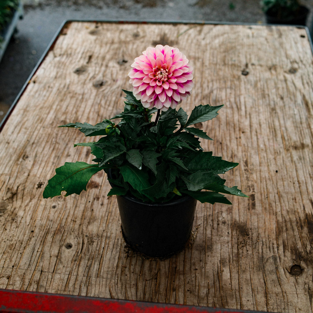Dahlia (5")