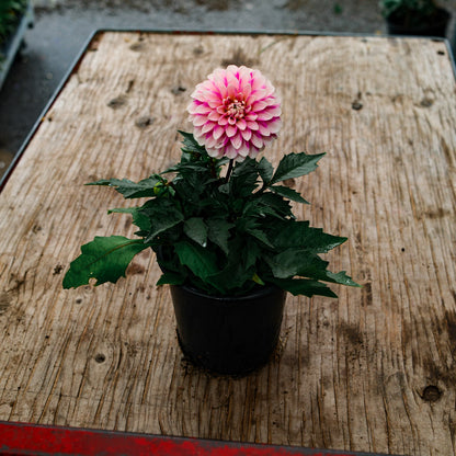 Dahlia (5")