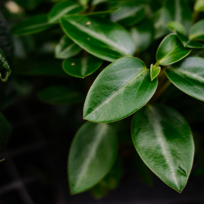Peperomia 'Rana Verde' (4,5")