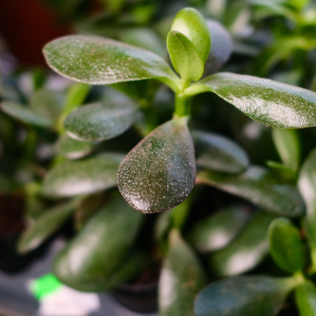 Jade Plant (4,5")