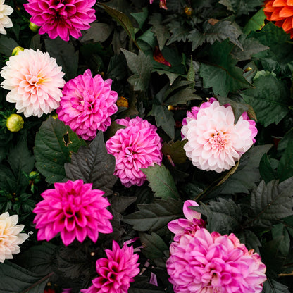 Dahlia (5")