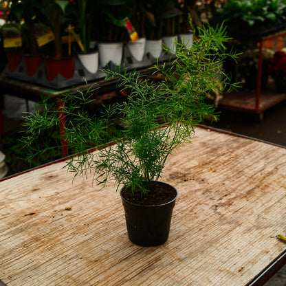 Asparagus plumosa (4,5")