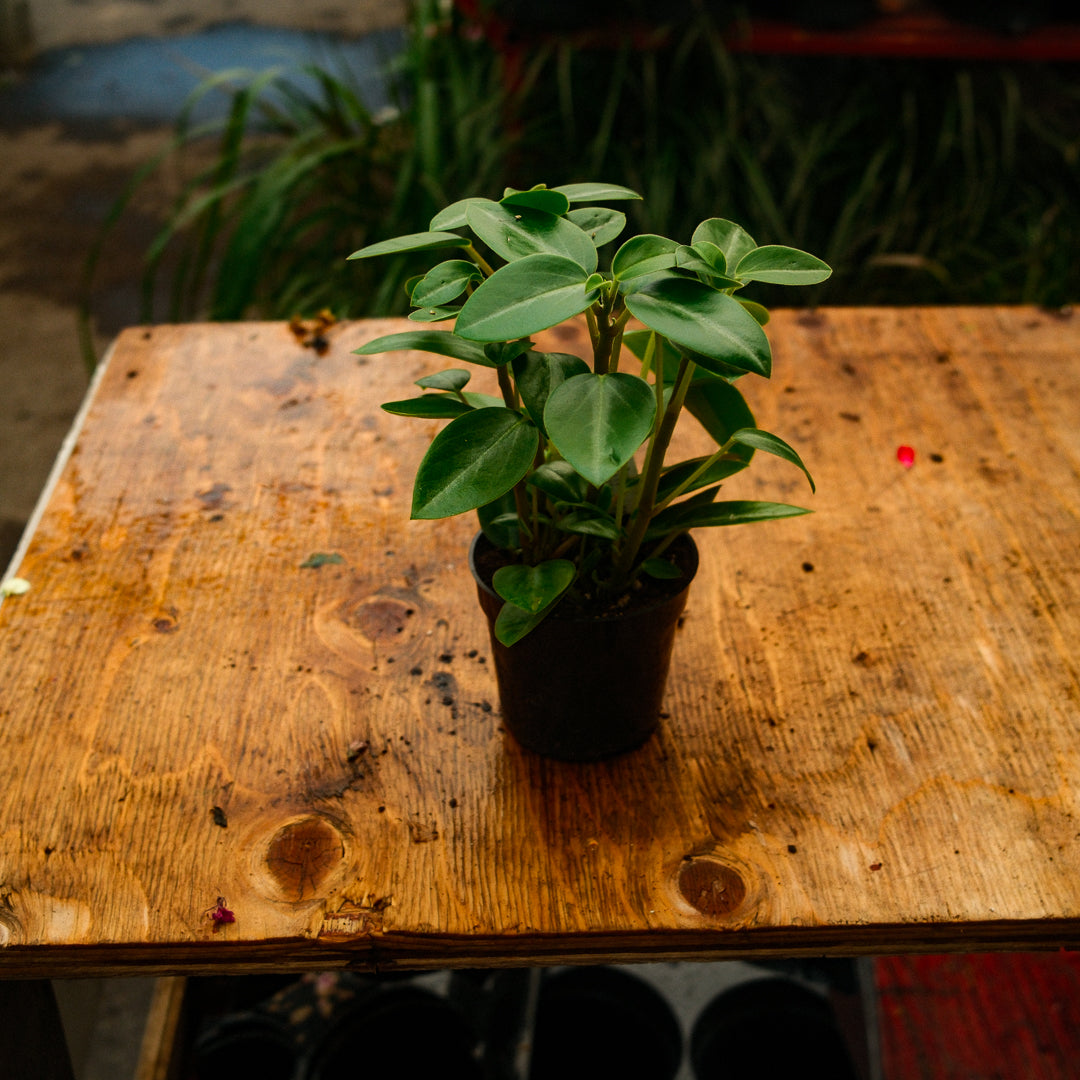 Peperomia 'Rana Verde' (4,5")
