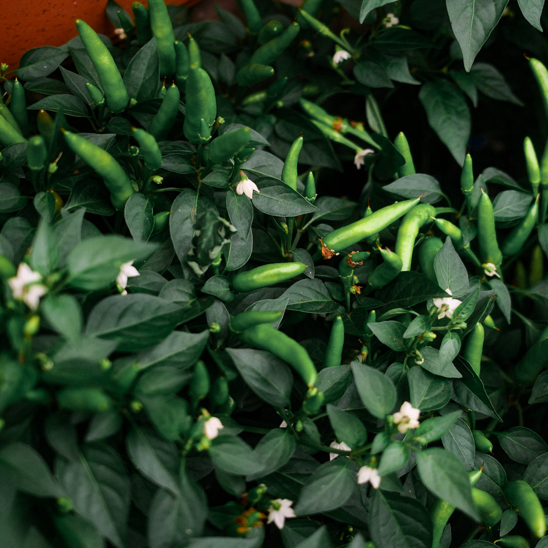 Piment super chili (8")