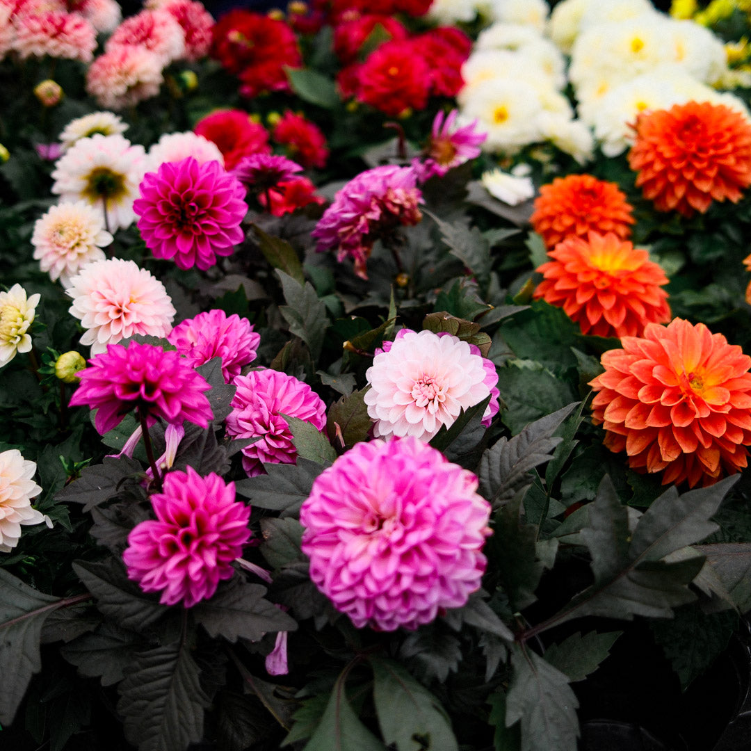 Dahlia (5")