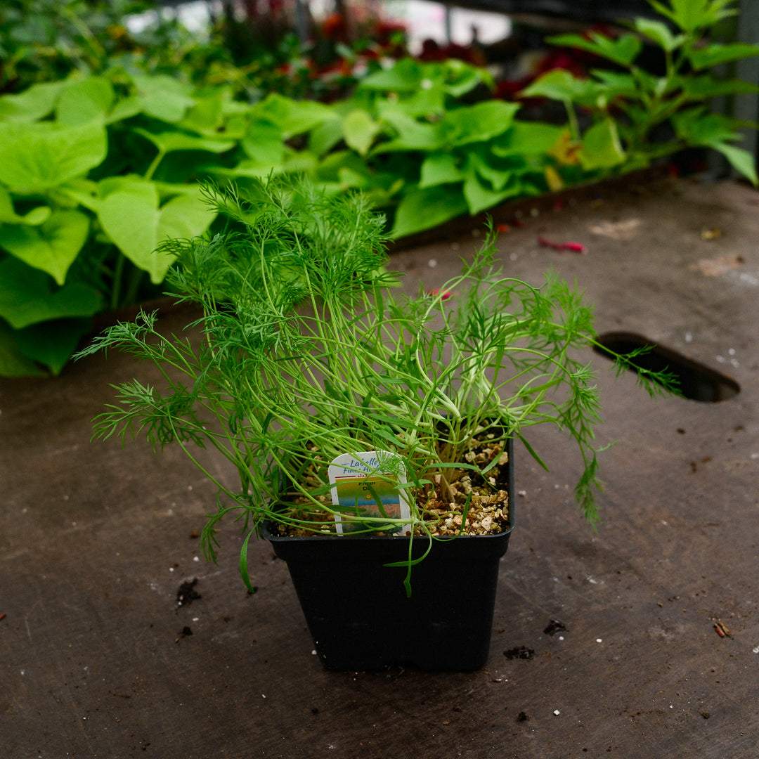 Dill (4.5")