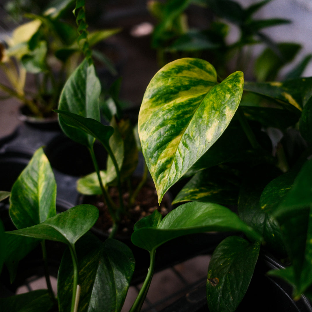 Golden Pothos (6")