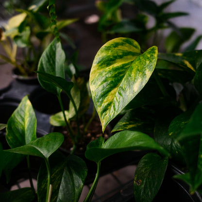 Golden Pothos (6")