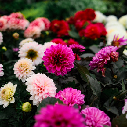 Dahlia (5")