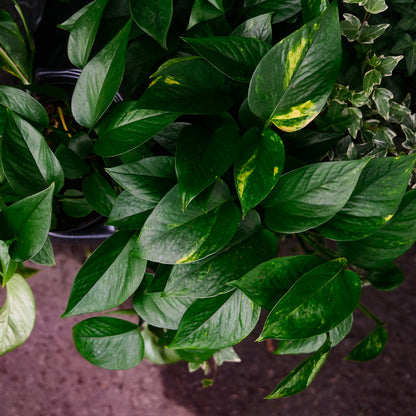 Golden Pothos (6")