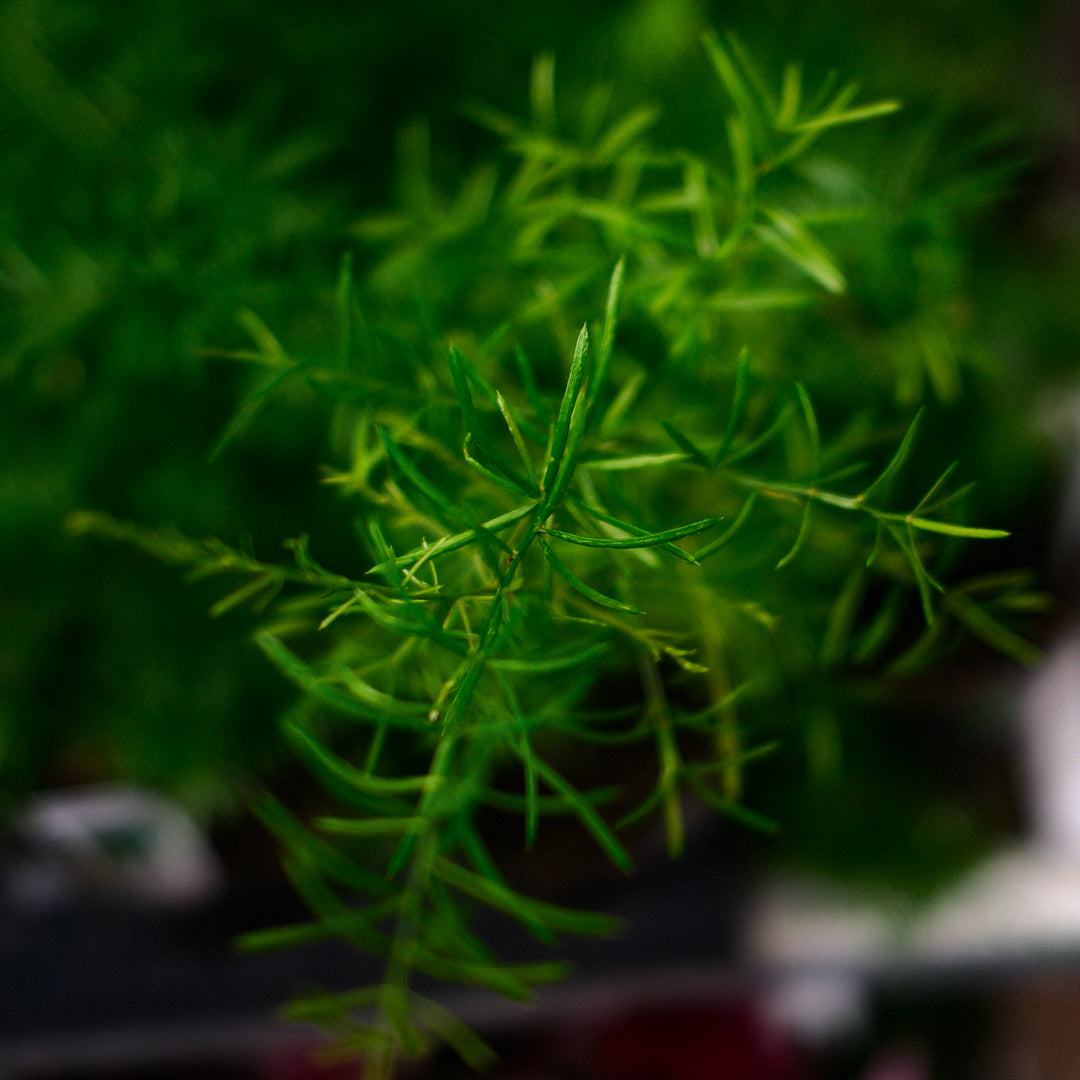 Asparagus plumosa (4,5")