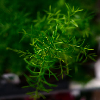 Asparagus plumosa (4,5")