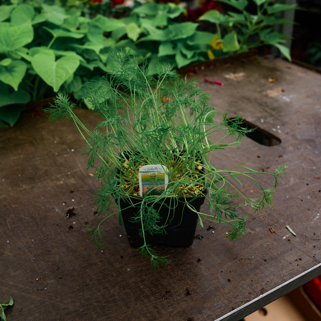 Dill (4.5")