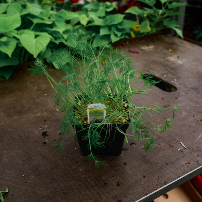 Dill (4.5")