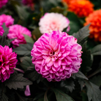 Dahlia (5")
