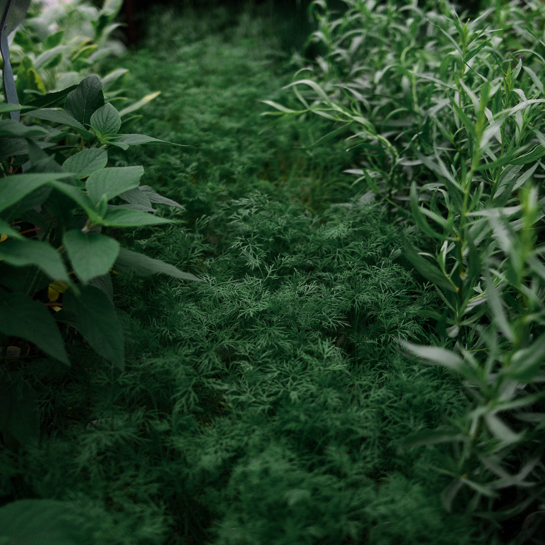 Dill (4.5")