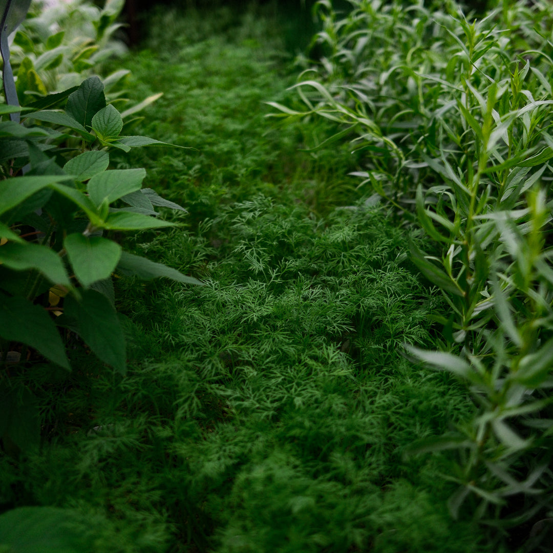 Dill (4.5")