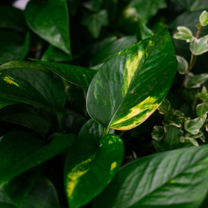Golden Pothos (6")