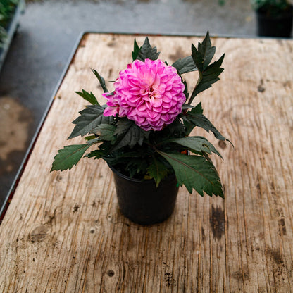 Dahlia (5")