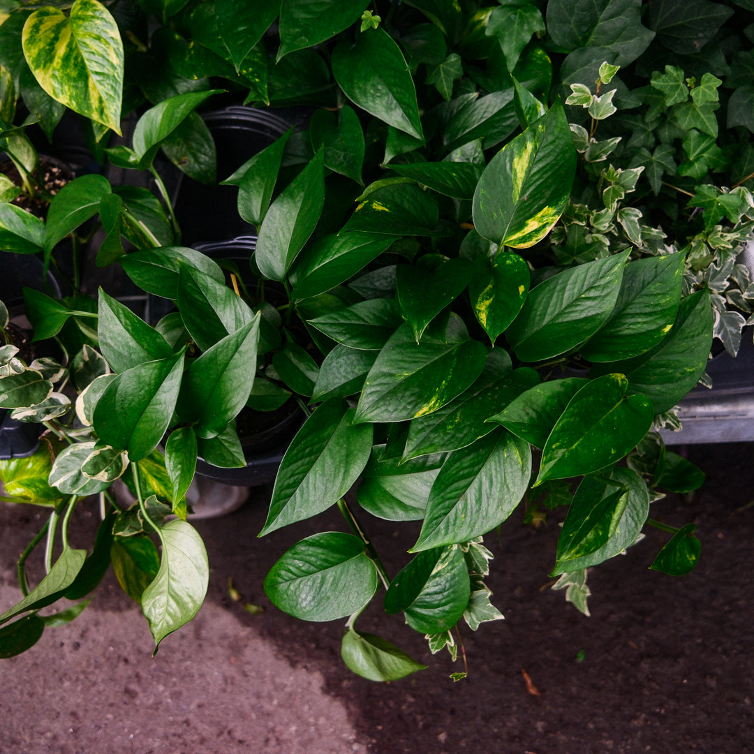 Golden Pothos (6")