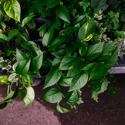 Golden Pothos (6")