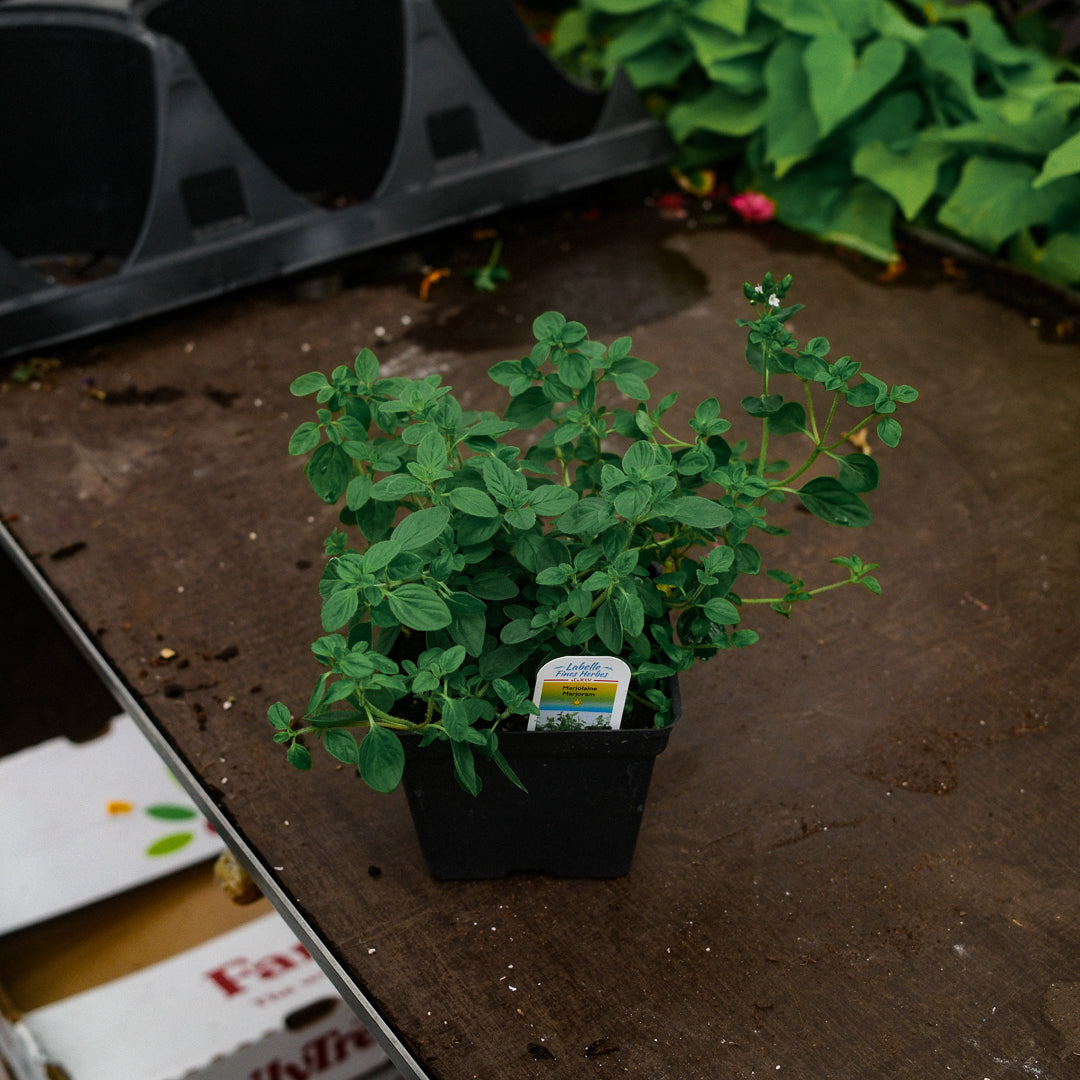 Marjoram (4.5")