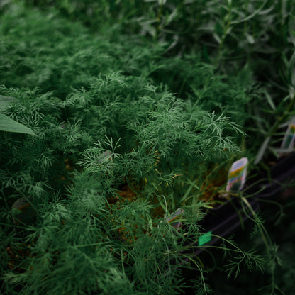 Dill (4.5")