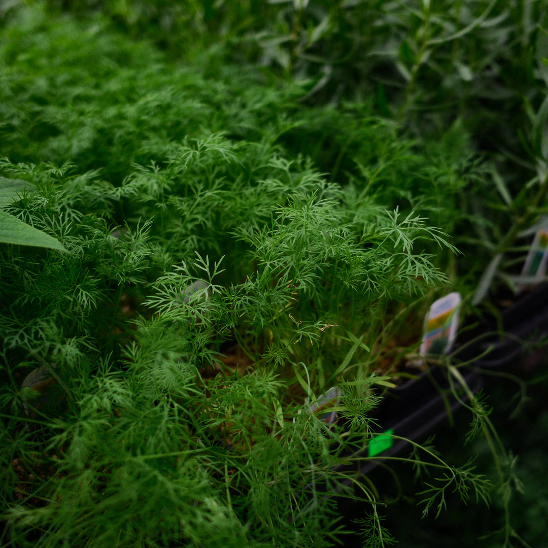 Dill (4.5")