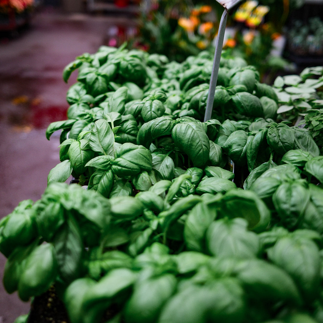 Basil Genovese (4.5")
