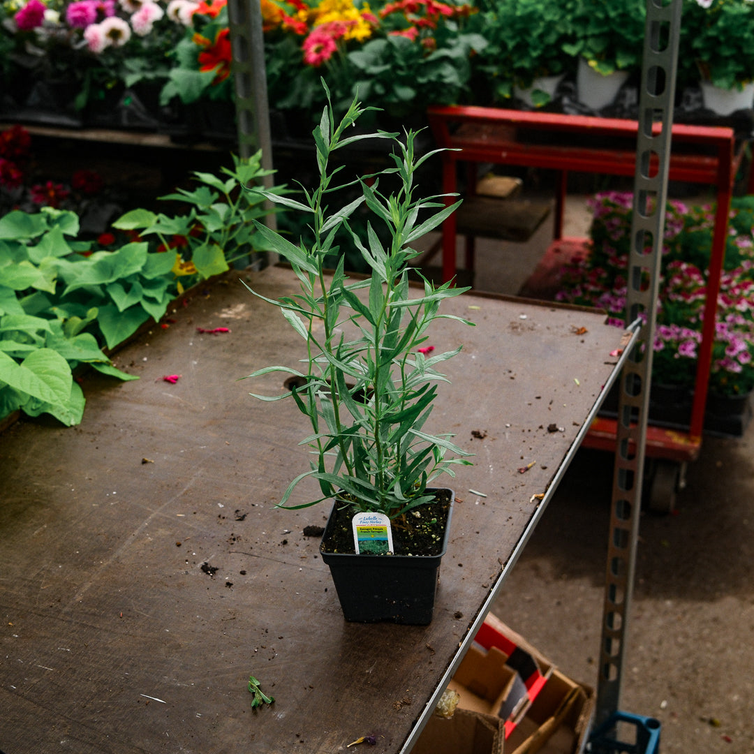 French Tarragon (4,5")