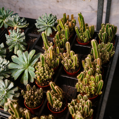 Fairy Castle Cactus (3")