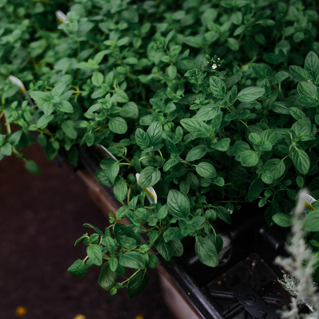 Marjoram (4.5")