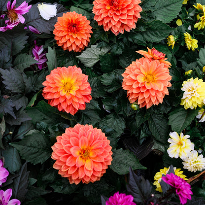 Dahlia (5")